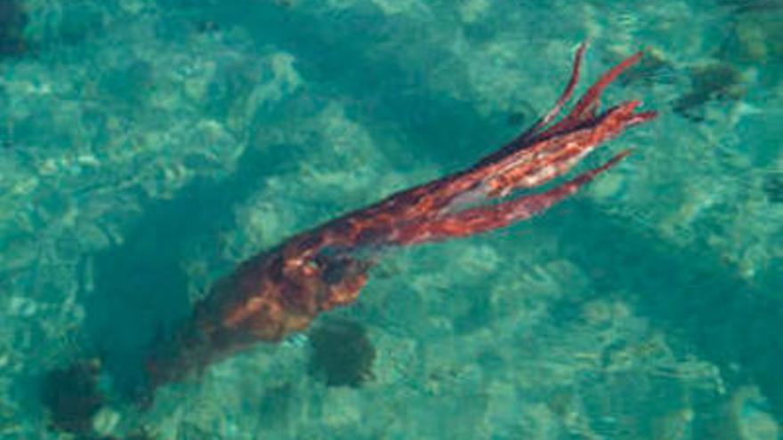 Un aficionado fotografió vivo al calamar gigante hallado en Bares