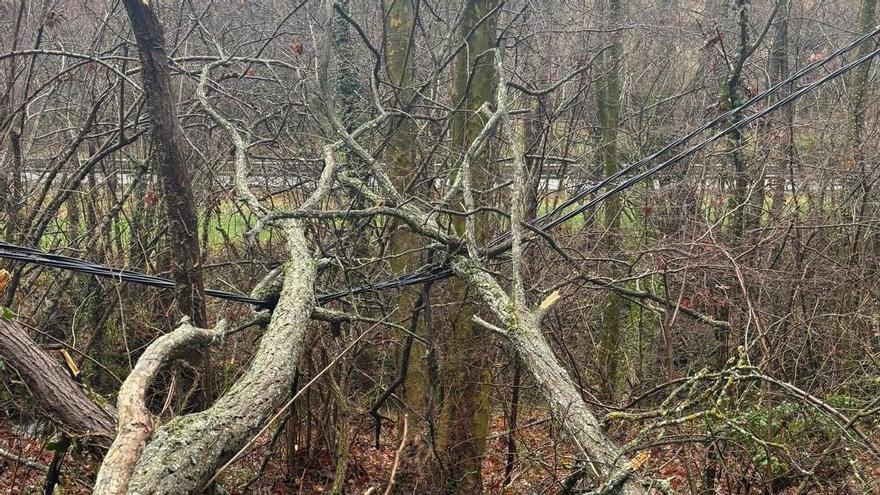 Arbres caiguts sobre la línia elèctrica a Sant Feliu de Pallerols a causa del temporal de pluja.
