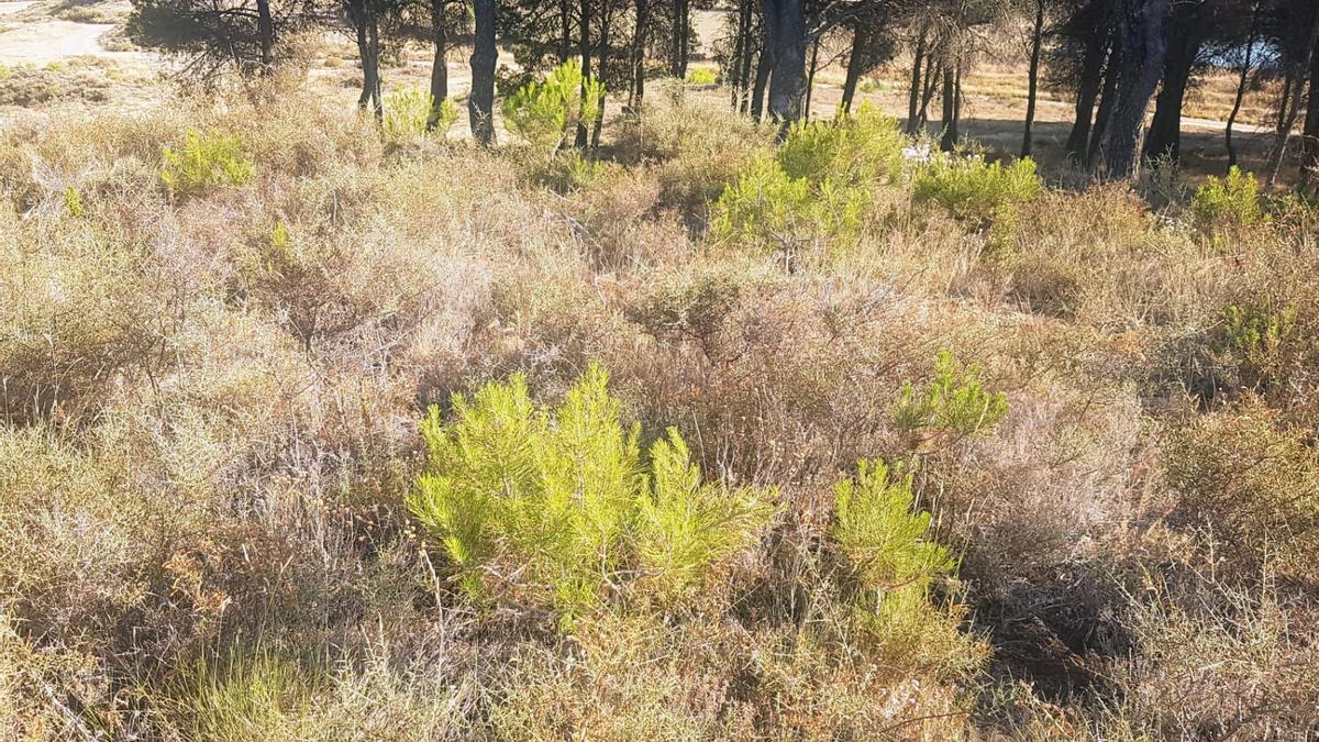 Pinos de crecimiento espontáneo cerca del barrio de Farasdués, en Ejea.