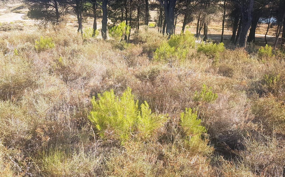 Pinos de crecimiento espontáneo cerca del barrio de Farasdués, en Ejea.