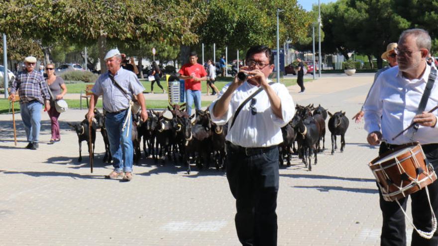 El ramat de cabres recorrent el campus de la Universitat d&#039;Alacant a ritme de dolçaina i tabal.