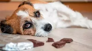 El motivo por el que tu perro no puede tomar chocolate y a partir de qué cantidad es peligroso para su salud