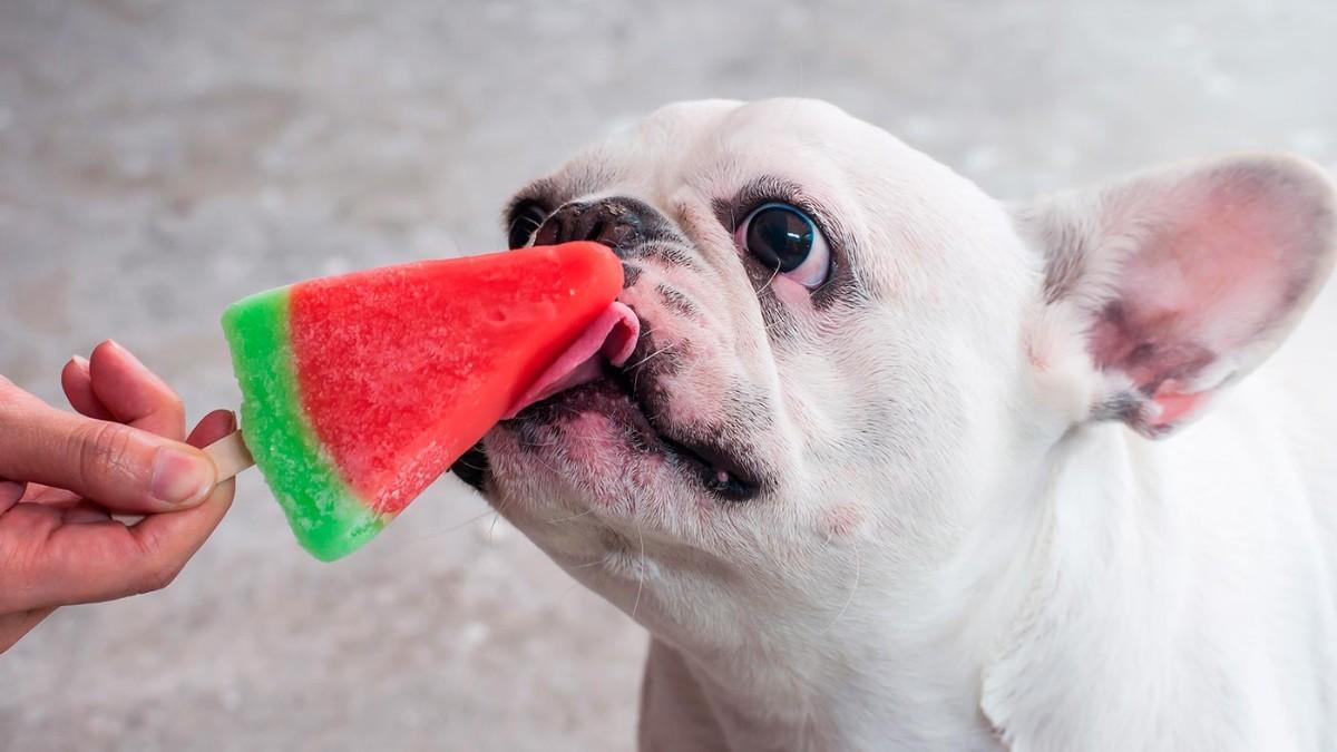 4 recetas de helado para perros: cómo hacer estas recetas fáciles y sanas para refrescar a tu mascota