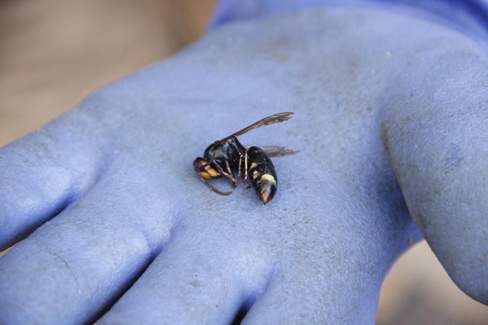 Retiran un nido de avispa asiática en la Finca de