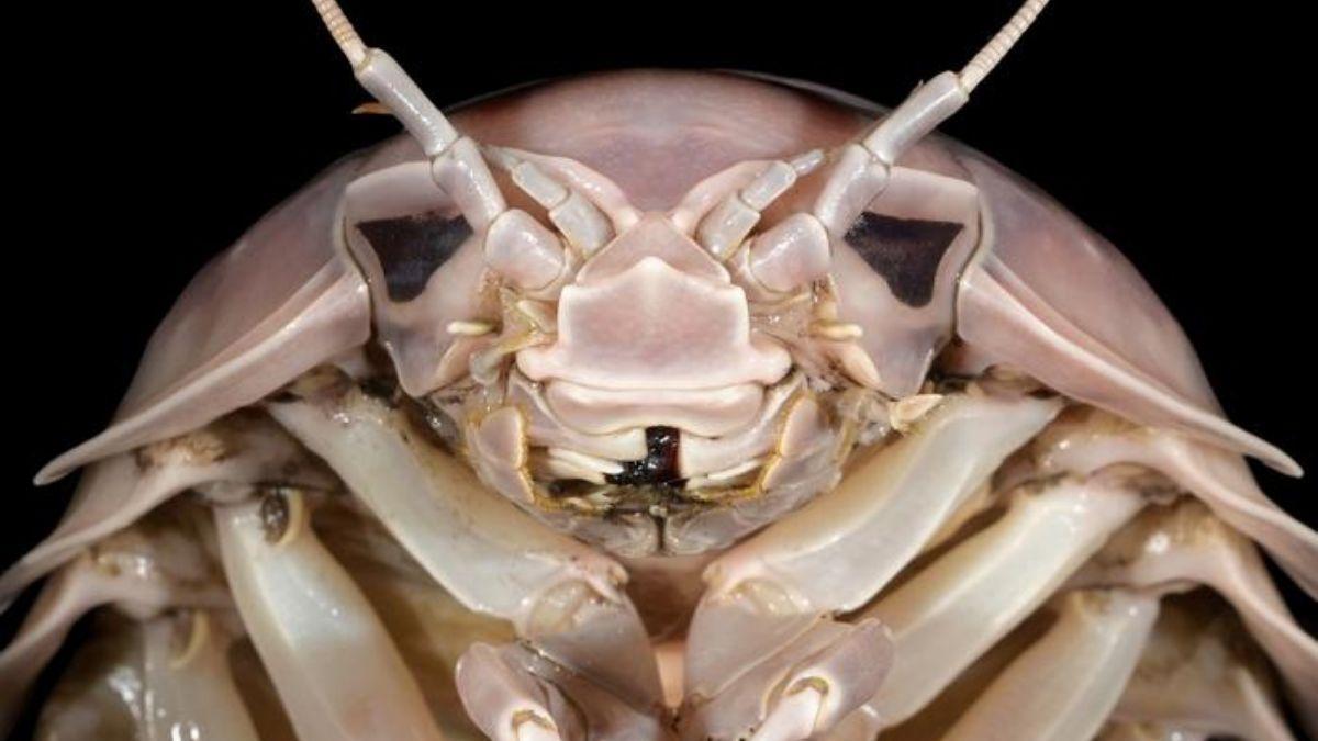 La cabeza de Bathynomus vaderi.