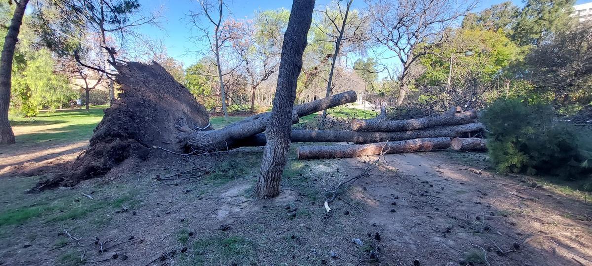 El Jardín del Turia, una zona de guerra tras el paso de la borrasca Leonardo