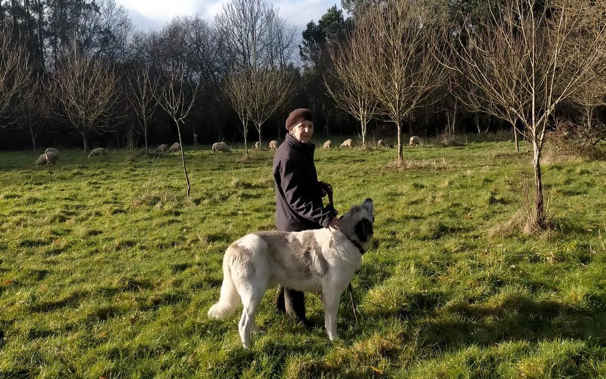 María Jesús Crespo, con su mastín y su rebaño en Aranga.