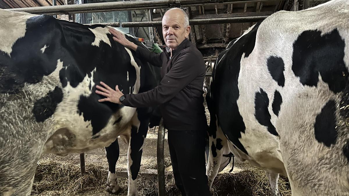 Toño Patallo con sus vacas, en su ganadería de El Pito.