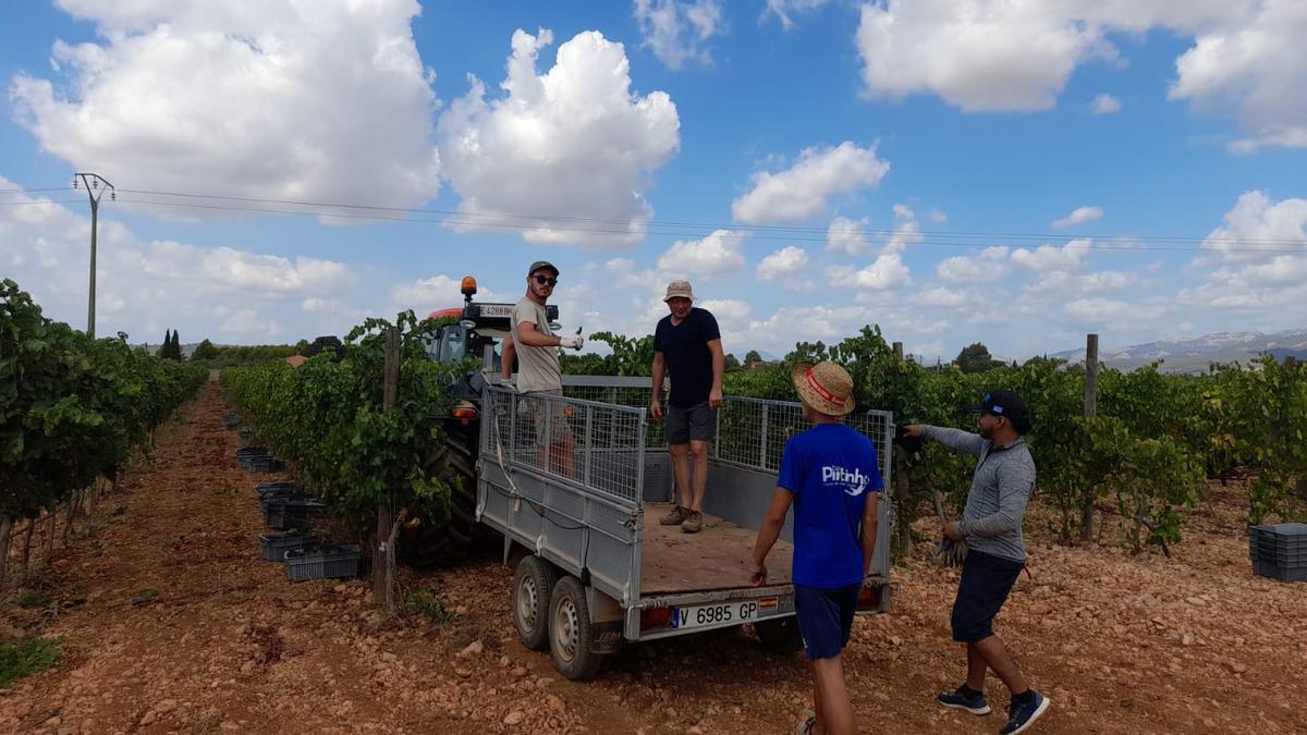 Vwndimia en las bodegas Can Ribas.