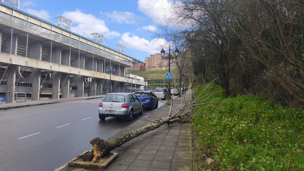 El árbol arrancado de cuajo por el viento frente al Tartiere.