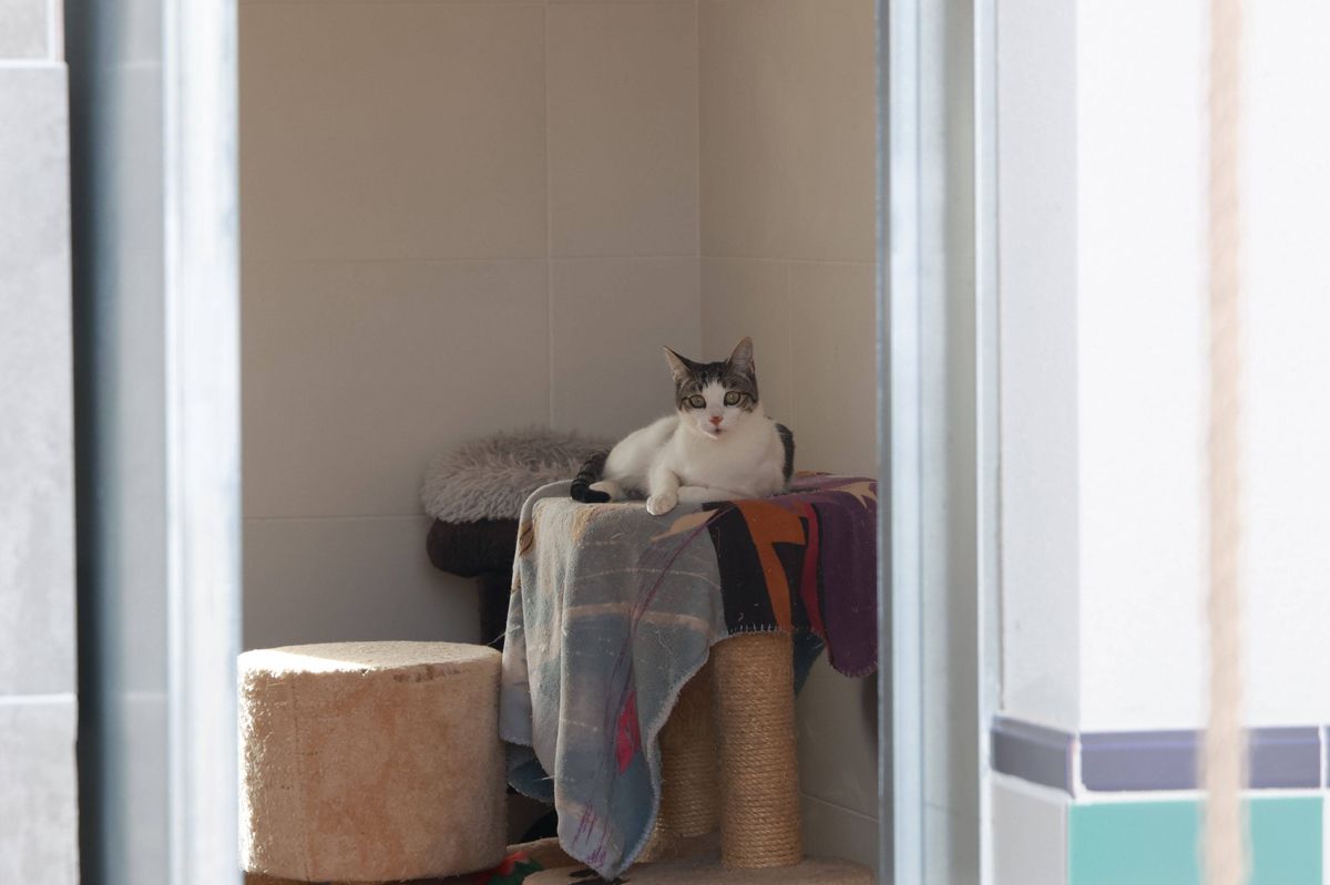 Fotogalería | Así es el nuevo albergue para animales de Cáceres