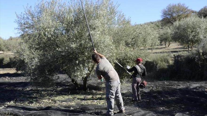 57.000 jornaleros se beneficiarán de la rebaja a 20 peonadas para el subsidio