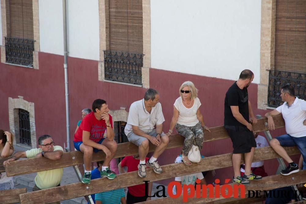 Suelta de toros en Moratalla