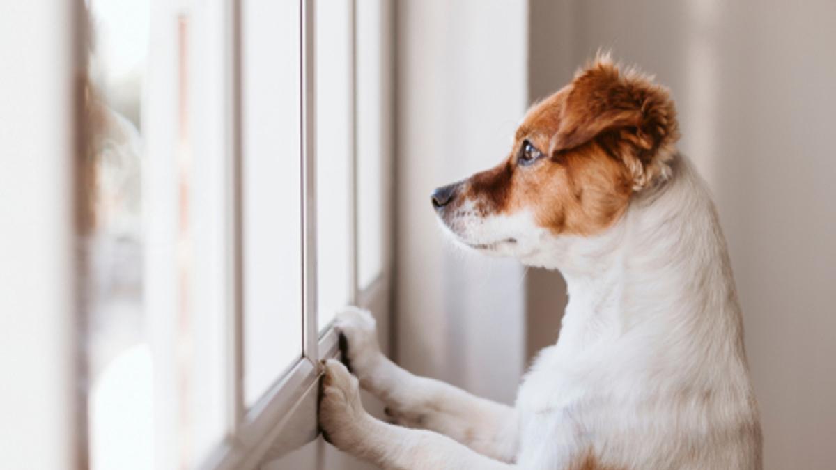 El cambio de última hora en la Ley animal y que afecta al nuevo seguro para  perros