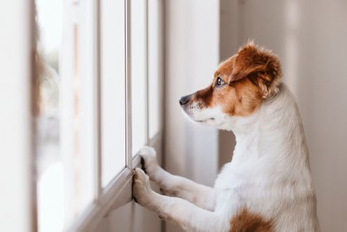 Si tienes MASCOTAS en CASA, lo NECESITAS!!! 