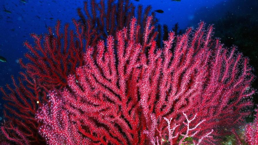 Así son las gorgonias, los corales mediterráneos amenazados por el calentamiento del mar