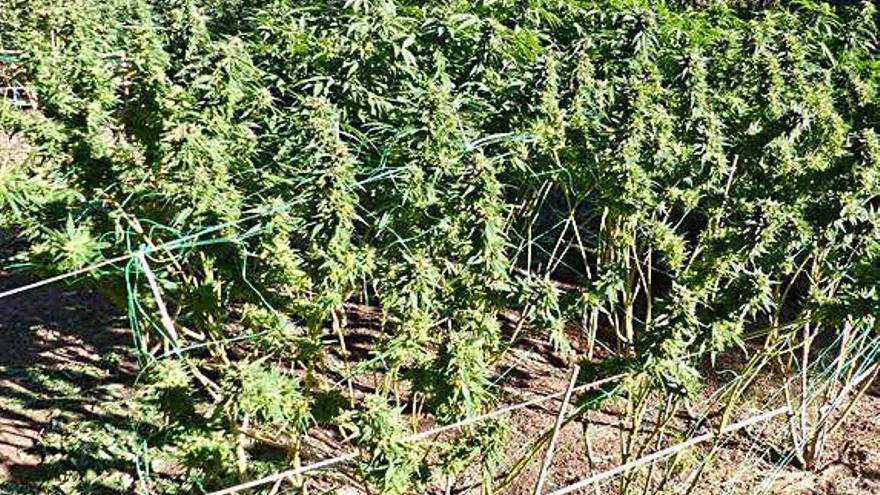 Detingut per tenir  una plantació de marihuana a Moià