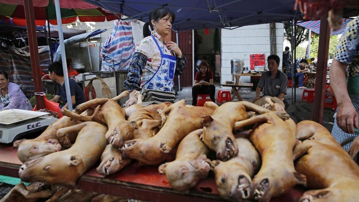 La ciudad china de Shenzhen prohíbe comer perros y gatos tras crisis del coronavirus