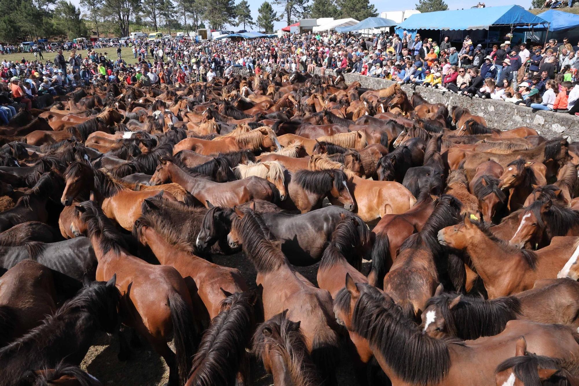 Valiente pugna entre personas y caballos en el primer curro del año