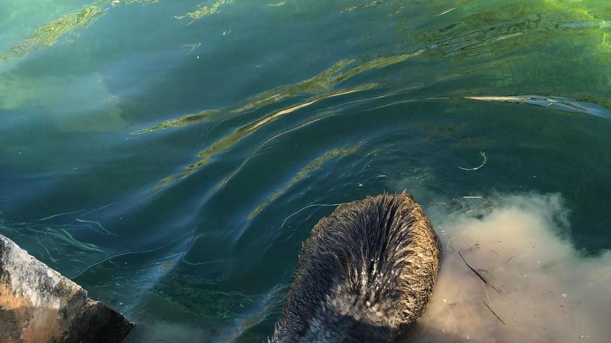 Los cazadores de Villar del Arzobispo rescatan dos jabalíes en el canal de Camp del Turia