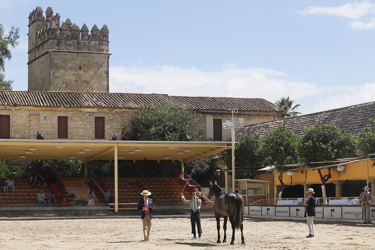 Concurso morfológico en Cabalcor