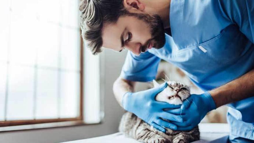 Cómo debes actuar si tu mascota se atraganta - Levante-EMV