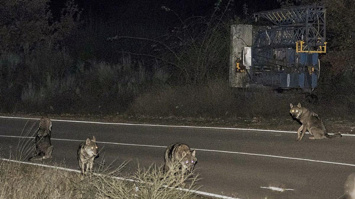 Una manada de lobos en una carretera de la comarca de Sanabria durante la noche. | Oscar Manuel Sánchez