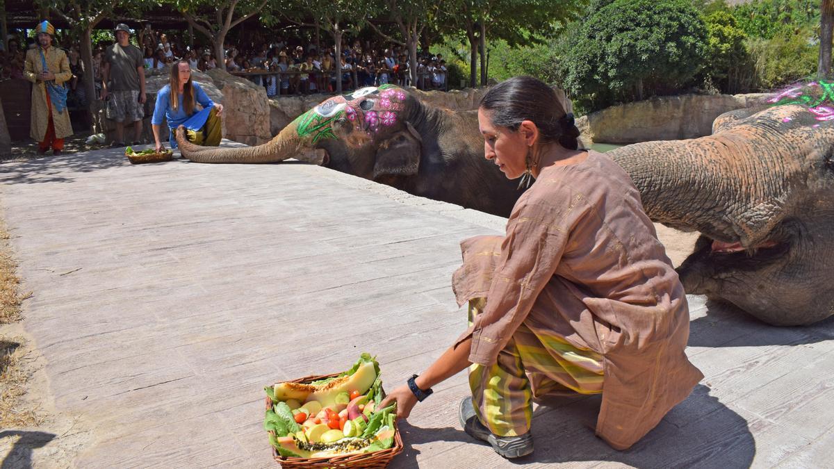 La elefanta Petita se prepara para superar el medio siglo de vida en el parque.