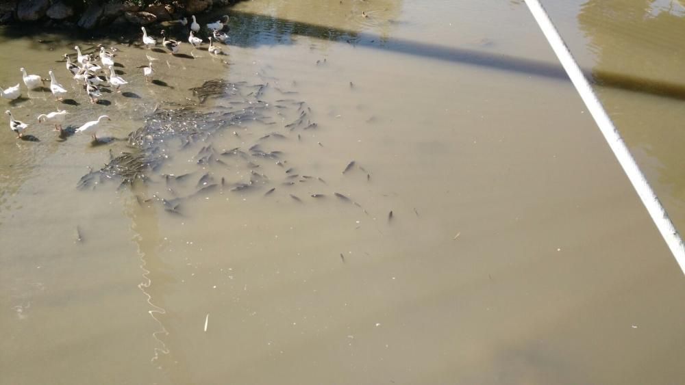 Peces muertos y espuma en el Segura en Murcia