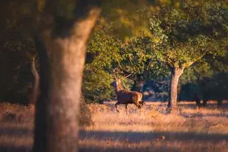 El parque natural con más ciervos en libertad de España está repleto de dehesas y castillos