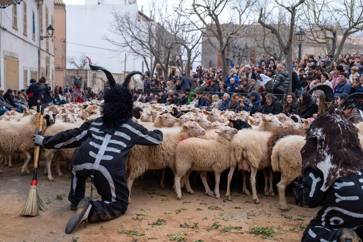 So eindrucksvoll waren die Tiersegnungen zu Sant Antoni 2026 in Muro