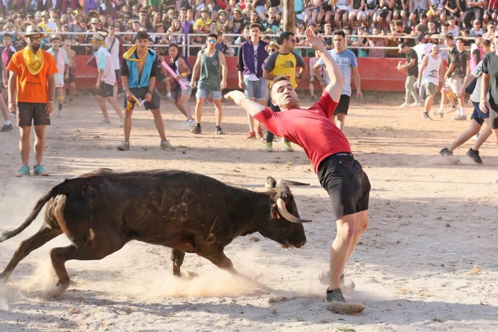 Les vaquetes de Santpedor en imatges