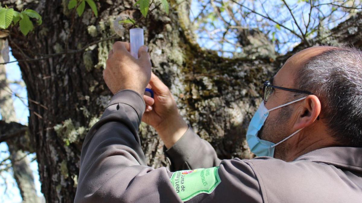 Un agente medioambiental suelta “Torymus sinensis” en un castañar. | Araceli Saavedra