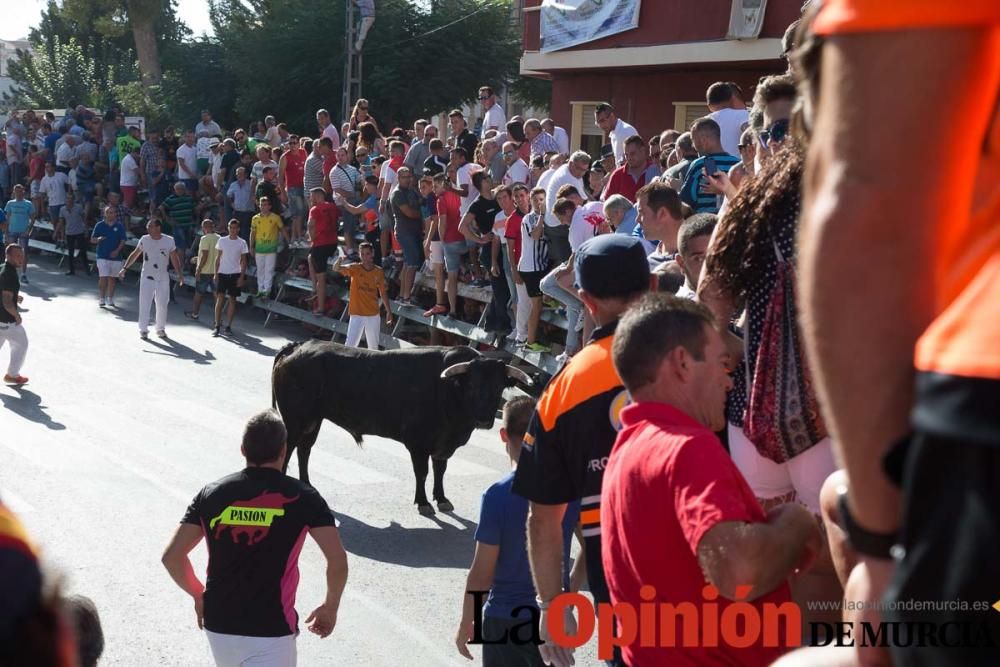 Primer encierro de Calasparra