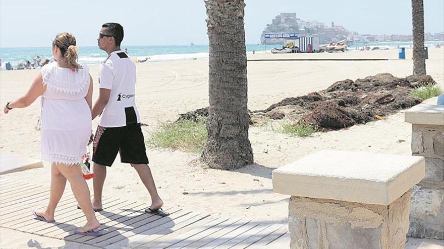 Peñíscola retira las algas en la playa e impulsa un protocolo de limpieza