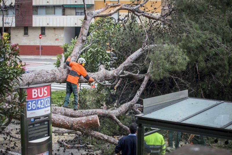 Imágenes de la caída de un árbol en la Calle Rioja