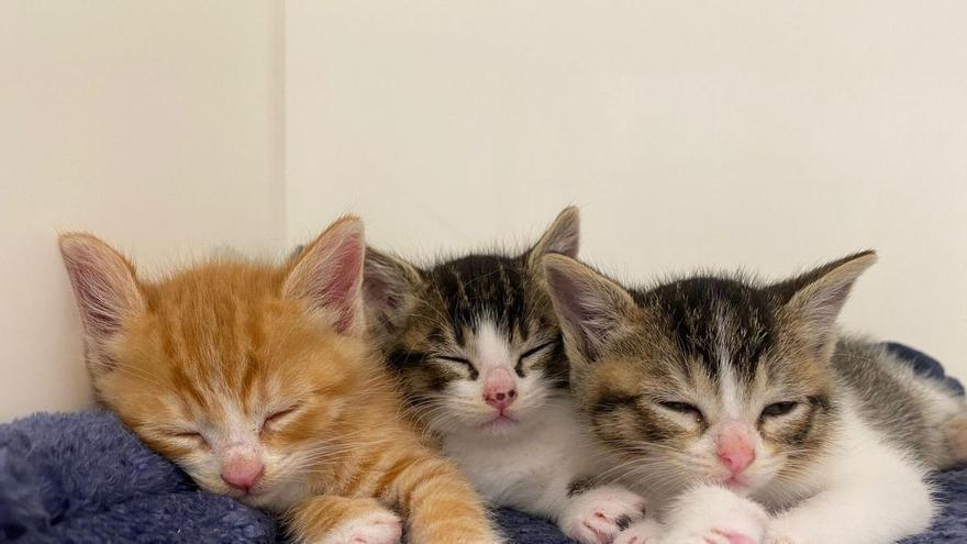 Bigotes busca familias de adopción y de acogida para media docena de gatos antes del verano