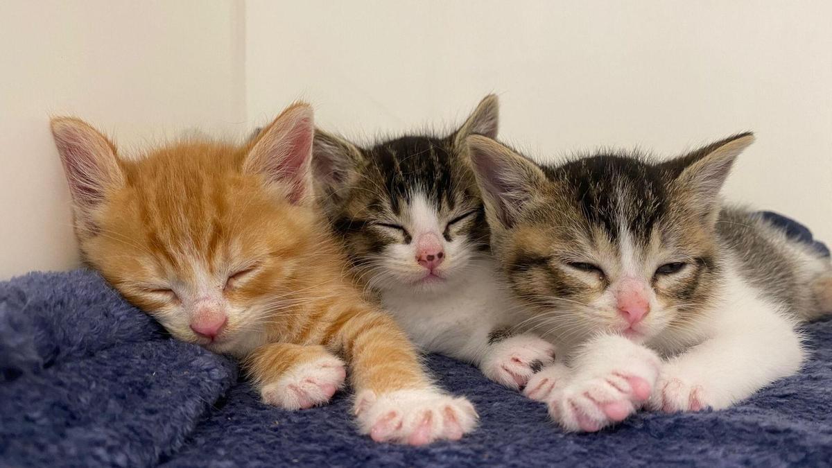 Las tres crías de gato que buscan una adopción urgente.
