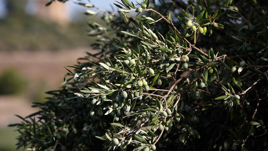 Una rama de olivo cargada de aceitunas en un olivar.  EFE/Salas/Archivo