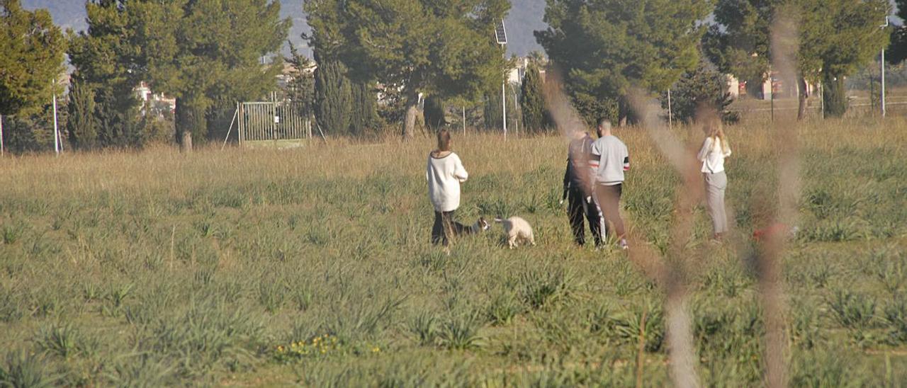 El solar donde se proyecta el parque fotovoltaico es el principal pulmón verde de la zona. | MIQUEL BOSCH