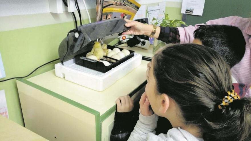 Los niños estudian la gallina murciana