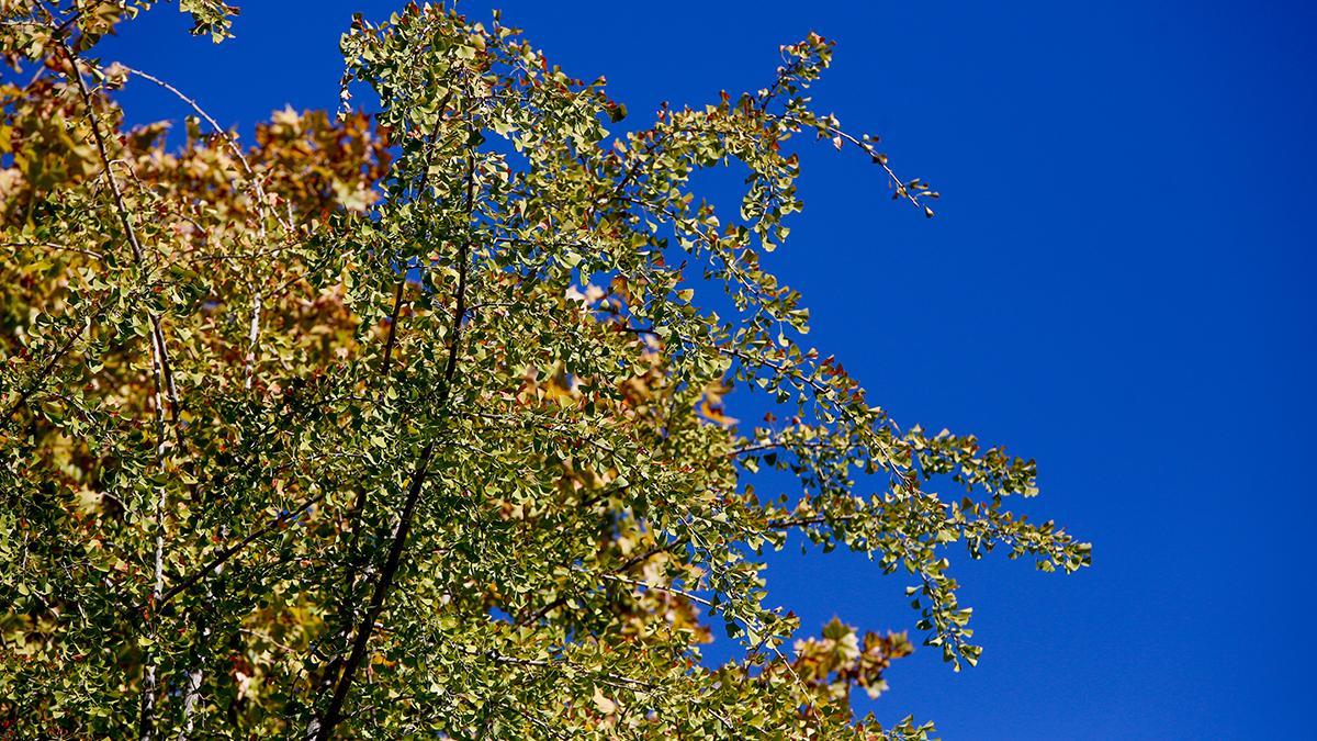 Ginkgo en los Jardines de la Agricultura