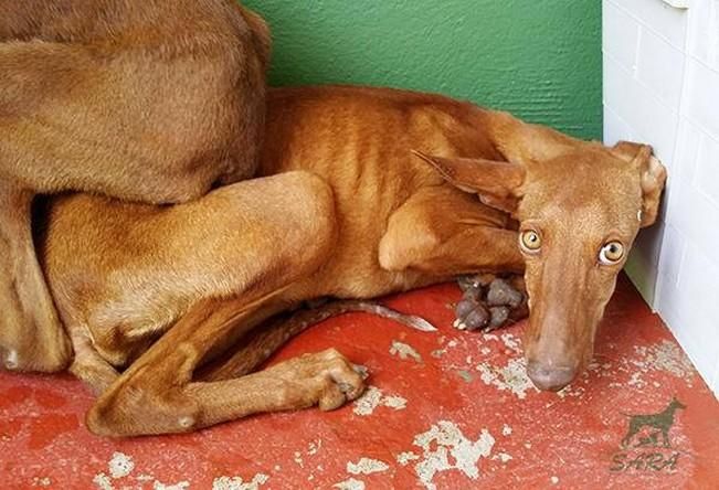 El Seprona rescata cinco podencos atados y sin comida en Tías