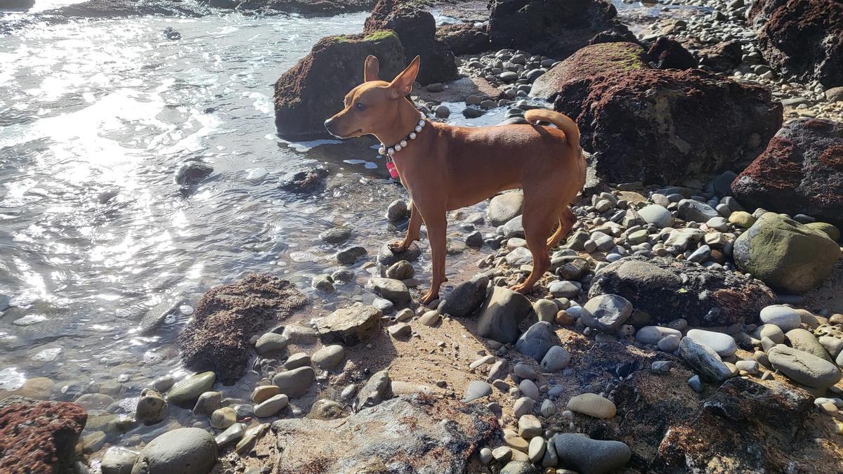 un perro en la playa.