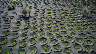 La Geria recibe 750.000 euros para evitar el abandono de cultivos