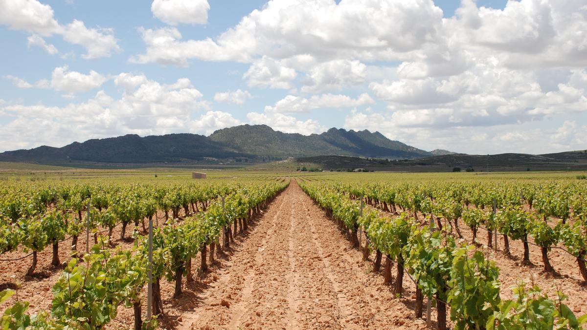 Explotación de viñedos en Jumilla.
