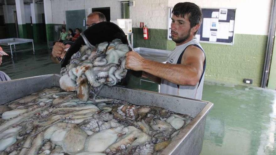 Dos marineros descargan pulpo en una lonja gallega.