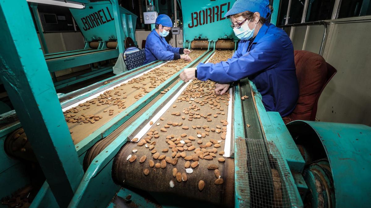 Seleccionado de almendras tras la retirada de las cáscaras. 