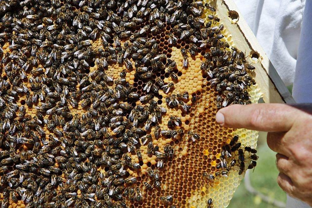 Der Regen im Mai hat den Pflanzen einen zweiten Frühling und den Bienen Pollen sowie Nektar beschert. Der Imker Gori Lladó umsorgt sie und experimentiert mit ökologischen Methoden und neuen Formen für