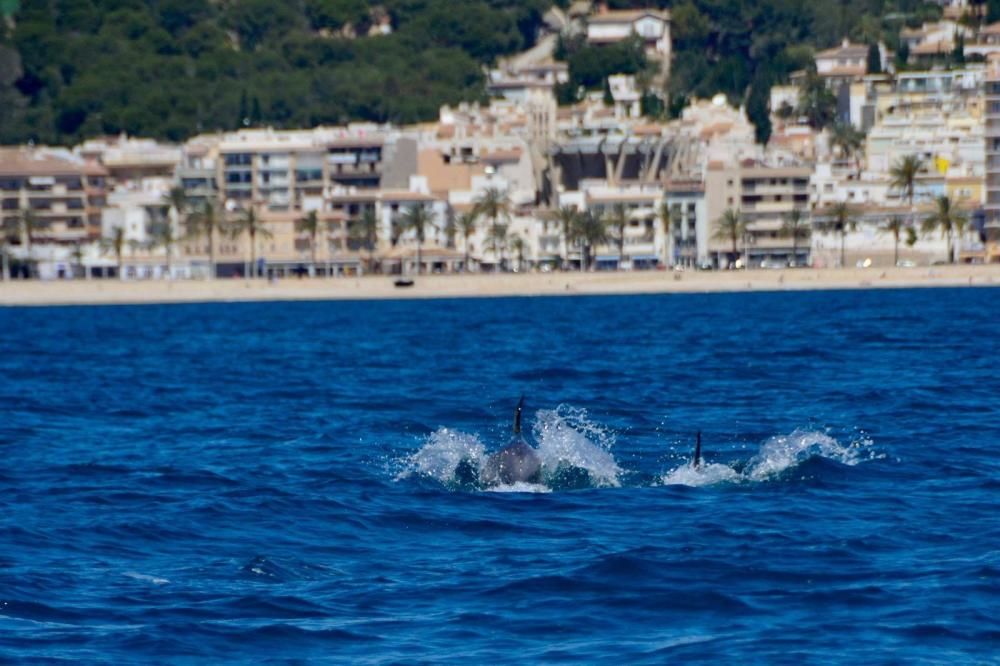 Delfines en Xàbia